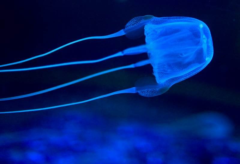 Box Jellyfish