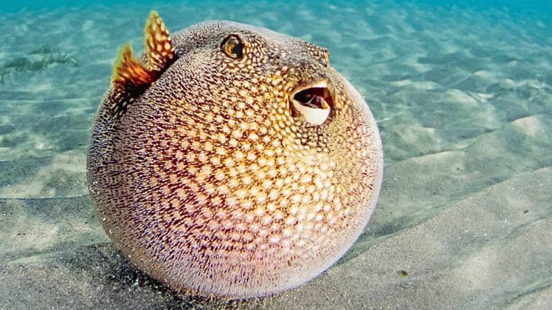 Pufferfish