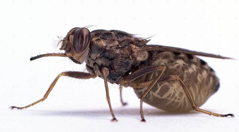 Tsetse Fly