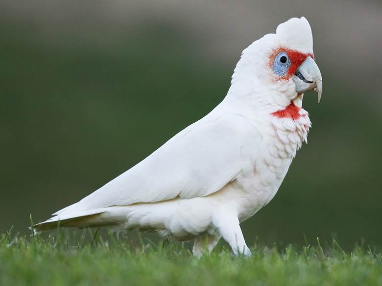 talking ability of gang gang cockatoo