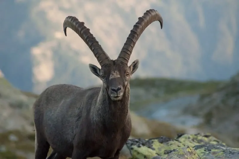Alpine Ibex Horns