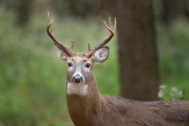 Antler Horns