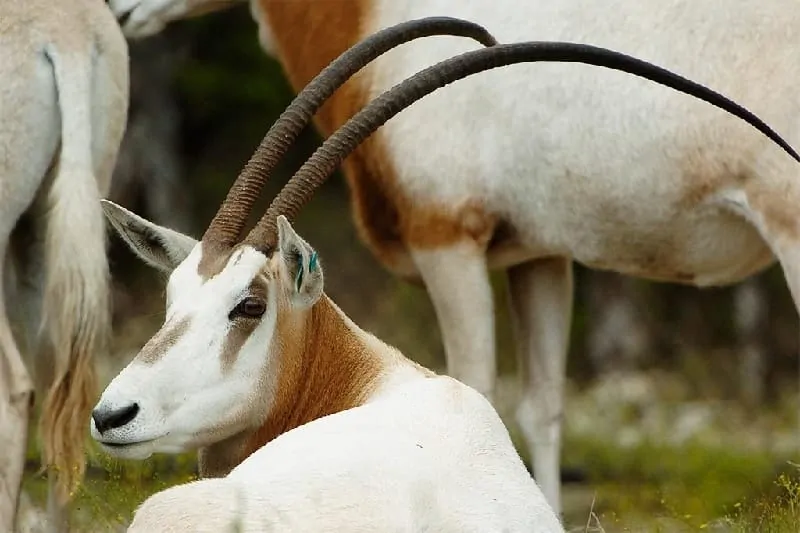 Oryx Horn