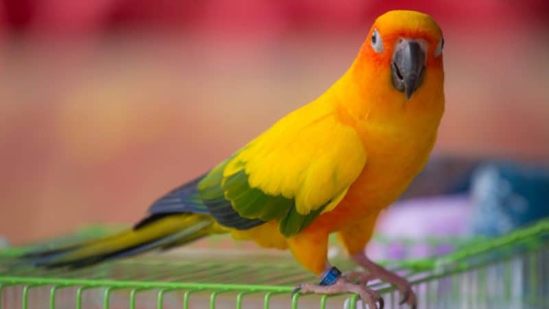 different types of parrots-Conure