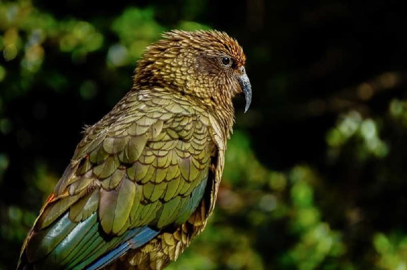 Kea - parrot