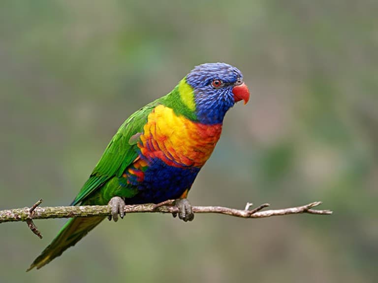 different species of parrots
