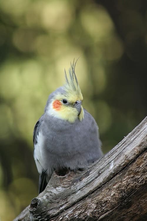 types of parrots