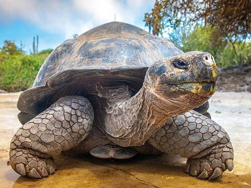 Giant Tortoise