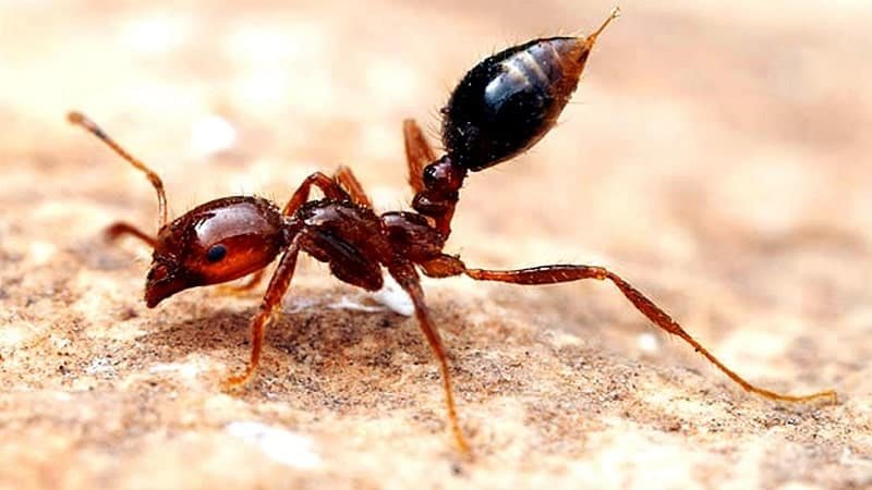 Fire Ant -most painful stings