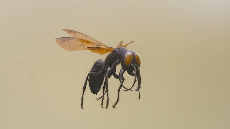 Warrior Wasp's painful sting