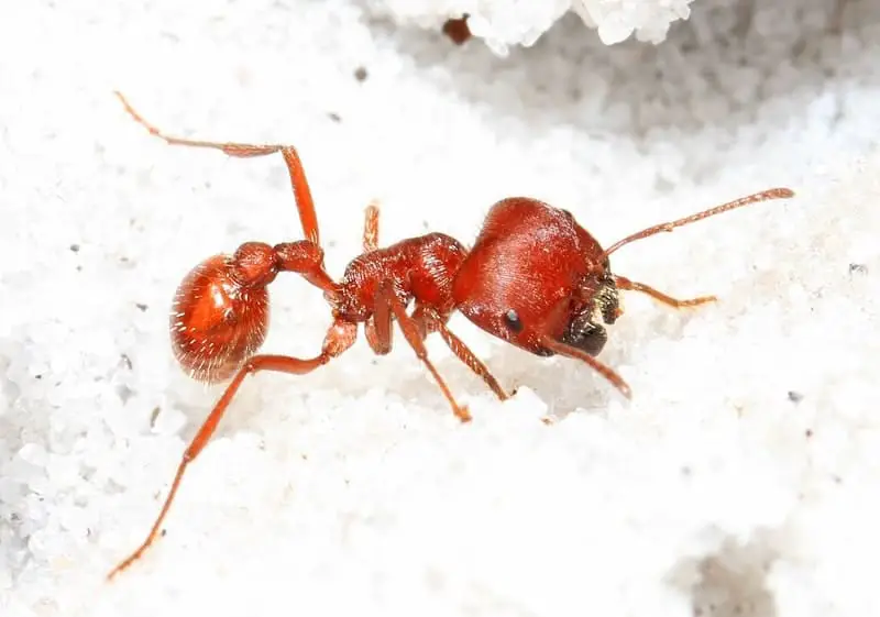 Florida Harvester Ant