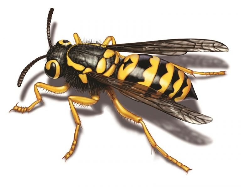 Top 11 Most Painful Stings Beware of These 10Largest