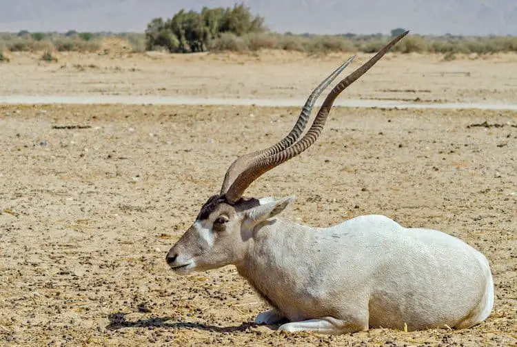 African animal addax with horns