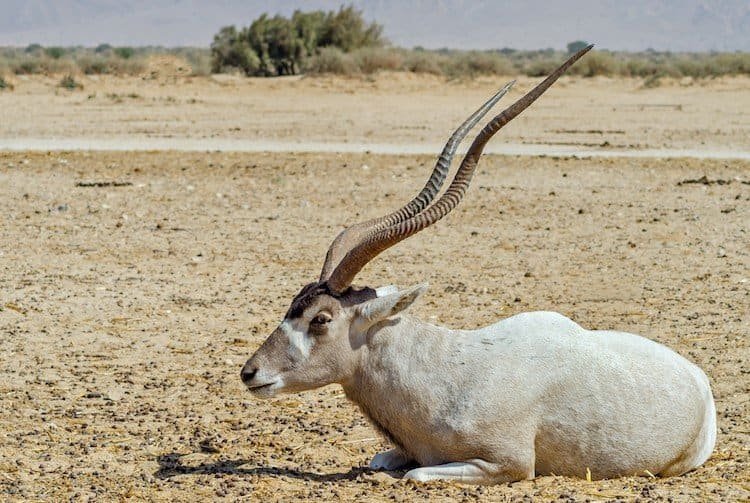 8 of The Biggest African Animals with Horns - 10Largest