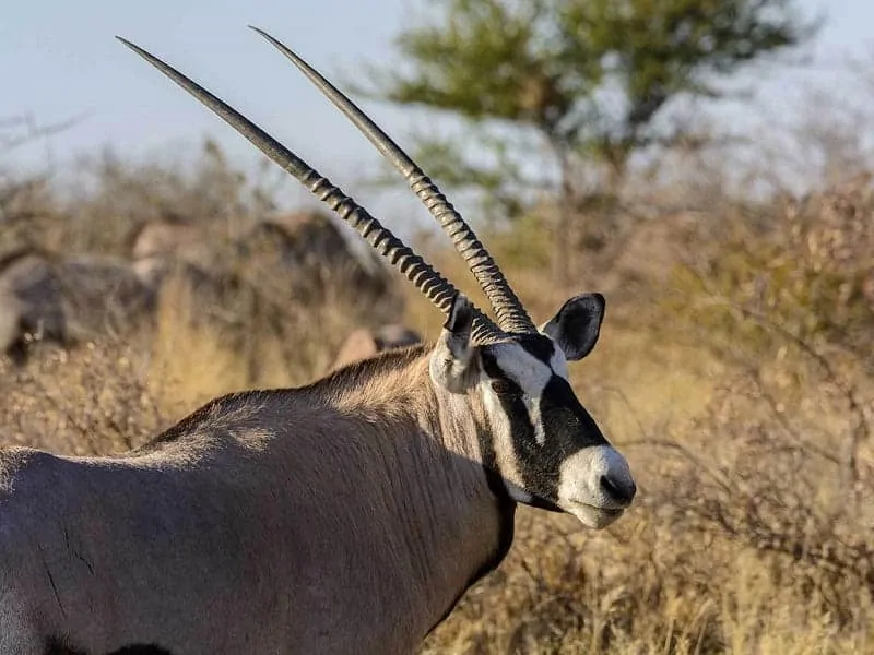 African animals with big horns