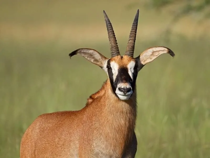 African animal Roan Antelope