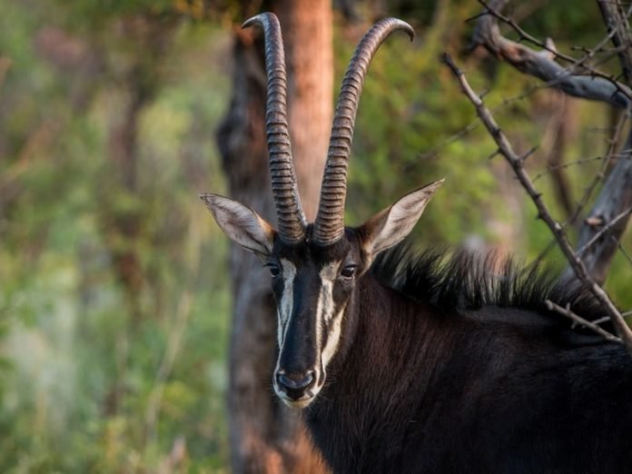 8 of The Biggest African Animals with Horns 10Largest