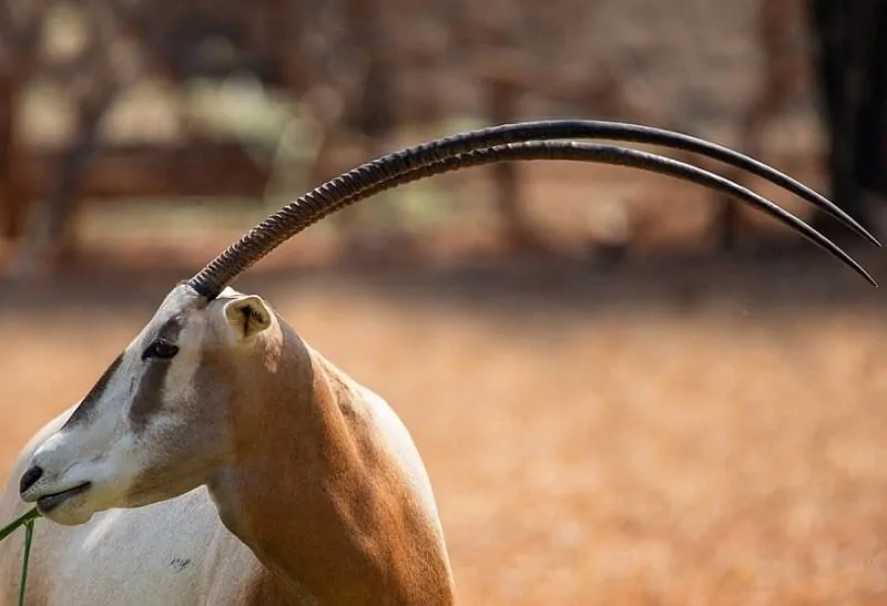 African animal Scimitar Horned Oryx