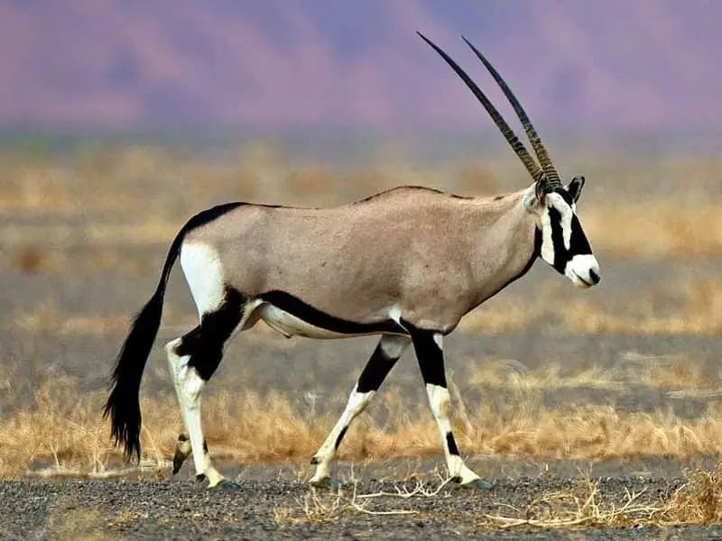 8 of The Biggest African Animals with Horns - 10Largest