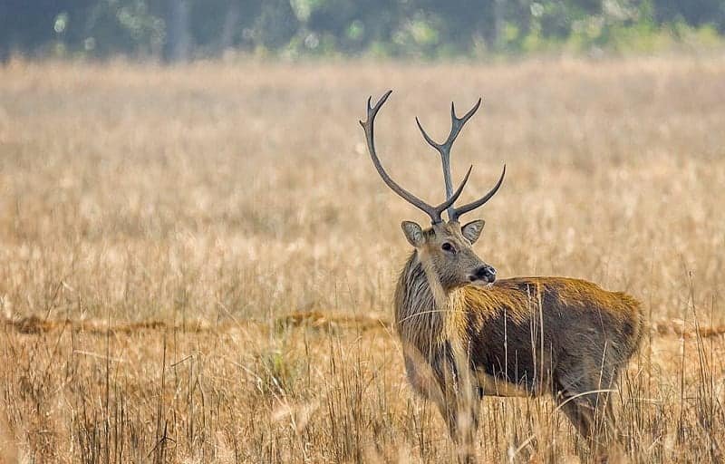 different animals with antlers